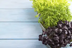 Copy Space For Text Images Prints: Set of boxes with microgreen sprouts of marigold