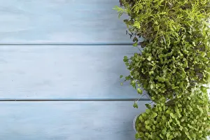 Blue Wooden Background Prints: Set of boxes with microgreen sprouts of rucola