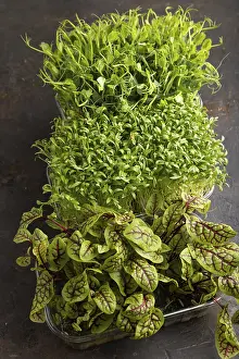Healthy Eating Salad Ingredients Prints: Set of boxes with microgreen sprouts of sorrel