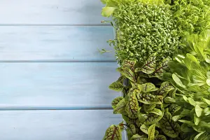 Leafy Vegetables Prints: Set of boxes with microgreen sprouts of sorrel