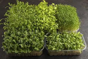 Black Background Photography Prints: Set of boxes with microgreen sprouts of spinach