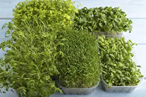 Chrysanthemum Flowers Prints: Set of boxes with microgreen sprouts of spinach