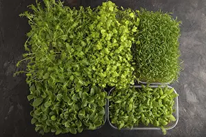 Chrysanthemum Flowers Prints: Set of boxes with microgreen sprouts of spinach