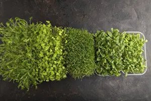 Chrysanthemum Flowers Prints: Set of boxes with microgreen sprouts of spinach