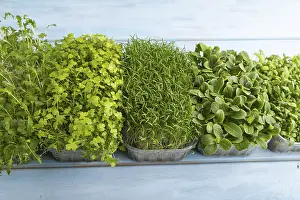 Chrysanthemum Flowers Prints: Set of boxes with microgreen sprouts of spinach