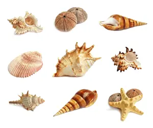 Wildlife Photography Sea Creatures Prints: Set of seashells, starfish and echinus on a white background
