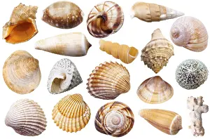 Mollusc Shells Prints: Set of various mollusc shells individually on white background