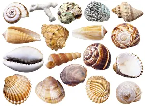 Mollusc Shells Prints: Set of various mollusc shells, against white background
