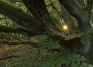 Travel Photography Sunset Scene Prints: Setting sun shining through an old oak tree