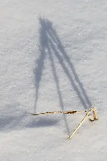 European Winter Scenes Prints: Shadow-casting grasses in snow