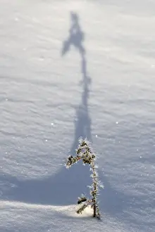 Lower Saxony Snow Scenes Prints: Shadow-casting grasses in snow