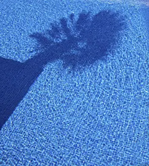 Deserted Pool Scene Prints: Shadow of a palm tree in a pool
