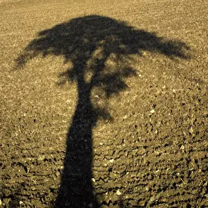 Symbolic Nature Photography Prints: Shadow of a tree at sunset in a plowed field