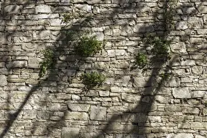 Autumn Mood Photography Prints: The shadows of trees dancing on the wall