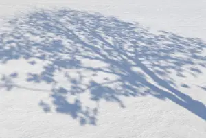 Winter Season Photography Prints: Shadows of trees on snow