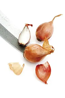 Vegetable Nutrition Prints: Shallots (Allium ascalonium)