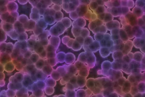 Contagious Disease Risk Prints: Shape of bacterial cell: cocci
