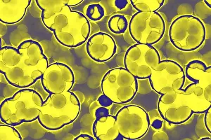 Framed Print : Bacterial Cell Shapes Print: Cocci, Bacilli, Spirilla