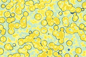 Cocci Bacteria Prints: Shape of bacterial cell: cocci