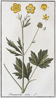 Ranunculus Acris Prints: Sharp buttercup (Ranunculus acris)