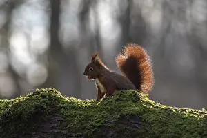 Prints of The sharp gnawing teeth of the squirrel (Sciurus vulgaris) can be seen against the light, sweet, cute, February, Germany Eurasian Red Squirrel Prints: The Sharp Gnawing Teeth of the Squirrel Print