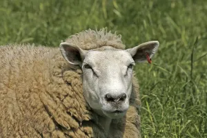 Farm Animal Portraits Prints: Sheep
