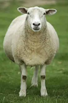Farm Animal Photography Prints: Sheep