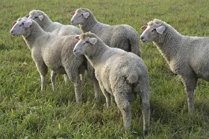 Uninhabited Farm Landscapes Prints: Sheep