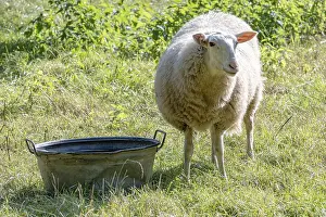 Animal Husbandry Practices Prints: Sheep on dike eats grass