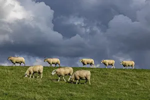 Northern Germany Coast Prints: Sheep on the dyke in front of clouds