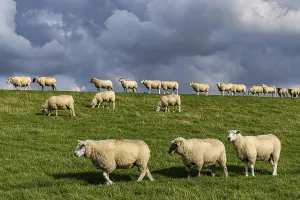 Domestic Sheep Breed Prints: Sheep on the dyke in front of clouds