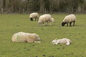 Cotswolds Sheep Prints: Sheep, ewe and lamb lying side by side