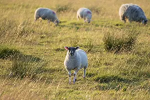 Sheep in a Field as the Sun Goes Down Print