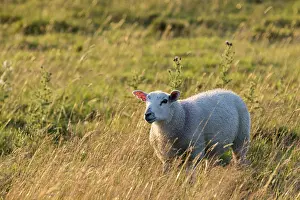 Domestic Sheep Farming Prints: Sheep in a feild as the sun goes down