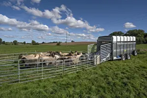 Domestic Sheep Europe Prints: Sheep in Ferch in front of loading on pasture