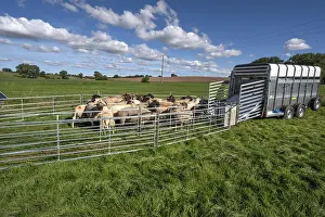 Livestock Farming In Germany Prints: Sheep in Ferch in front of loading on pasture