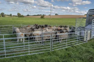 Animal Husbandry In Germany Prints: Sheep in Ferch in front of loading on pasture
