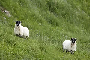 Productive Livestock Farming Prints: Sheep in a field
