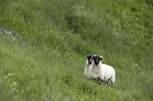 Sheep In A Field Prints: Sheep in a field