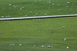 Sheep In A Field Prints: Sheep in a field