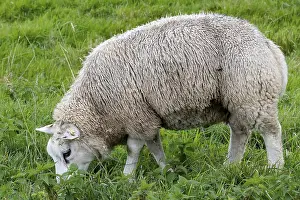 Farm Animal Photography Prints: Sheep in the field