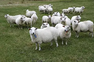 Productive Livestock Farming Prints: Sheep in Hoddevik