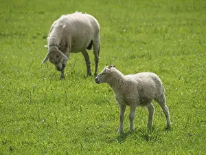 Domestic Sheep Breed Germany Prints: Sheep and lamb on green fields