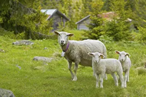 Deserted Farm Landscape Photo Prints: Sheep with lambs