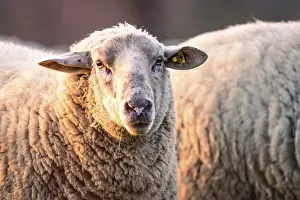 Evening Sheep In Germany Prints: Sheep in the light of the evening sun