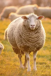 Travel Photography Evening Sky Prints: Sheep in the light of the evening sun