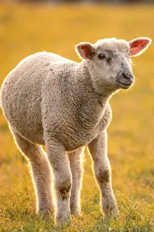 Domestic Sheep Photography Prints: Sheep in the light of the evening sun