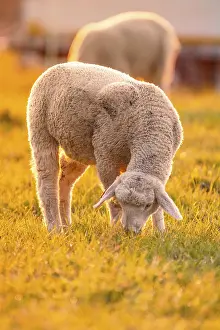 Southern Germany Farm Animals Prints: Sheep in the light of the evening sun