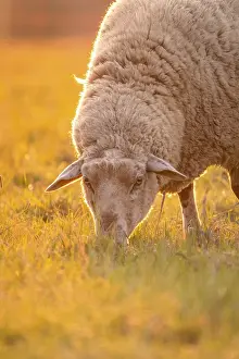 Southern Germany Farm Animals Prints: Sheep in the light of the evening sun