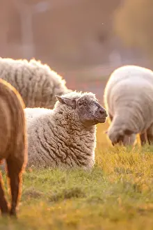 German Countryside Evening Scene Prints: Sheep in the light of the evening sun